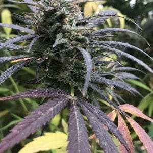 Blue Dream female cannabis seeds from Seedsman