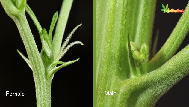 Male vs female cannabis seeds