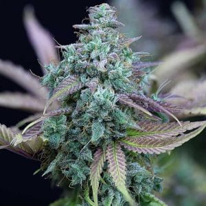 Strawberry Cheesecake Auto Female Cannabis Seeds by Seedsman