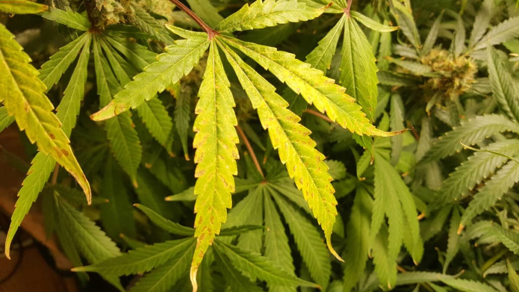 Yellowing Marijuana Leaves - Coffee Shop Seeds | Marijuana Blog