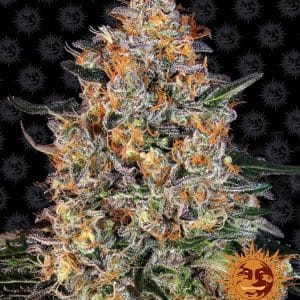 Bubba Kush Feminised Cannabis Seeds by Barney's Farm Seeds