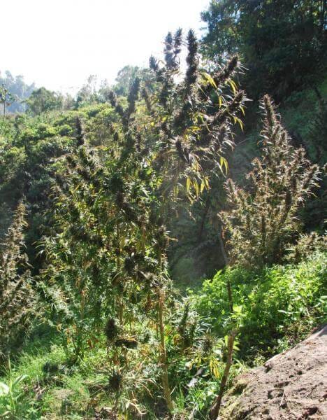 Colombia Mangobiche Regular Marijuana Seeds by Cannabiogen