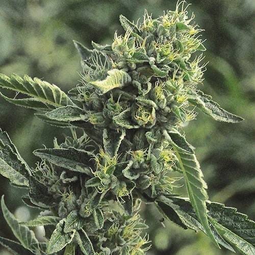DC Cure 1:1 CBD Auto Feminised Cannabis Seeds by Doctor's Choice