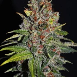 Tropical Punch Feminised Cannabis Seeds by G13 Labs