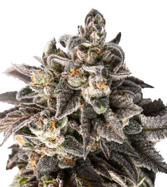 Girl Scout Cookies Feminised Cannabis Seeds
