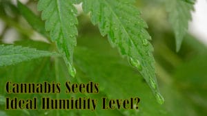 What Is The Ideal Humidity Level? | Cannabis Seeds - Coffee Shop Seeds