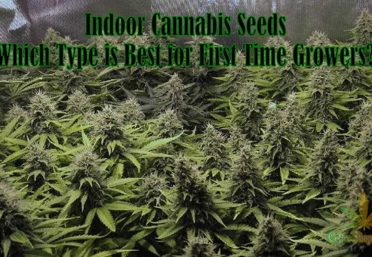 Indoor Cannabis Seeds – Which Type is Best for First Time Growers?