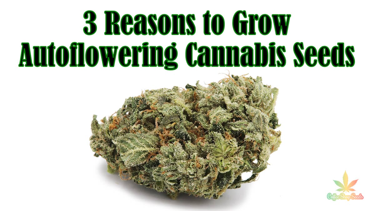 3 Reasons to Grow Autoflowering Cannabis Seeds - Coffee Shop Seeds