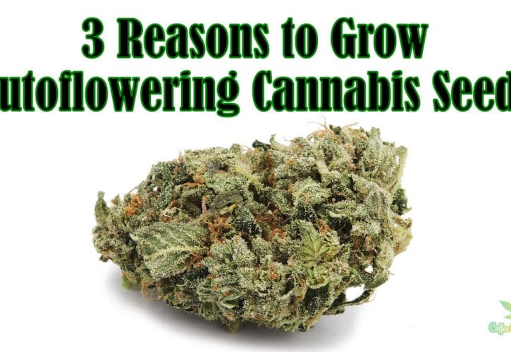 Speeding Up the Buds – 3 Reasons to Grow Autoflowering Cannabis Seeds