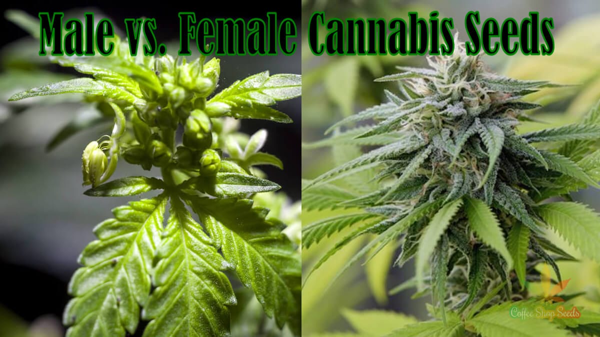 vs. Female Cannabis Seeds Coffee Seeds | Cannabis Blog