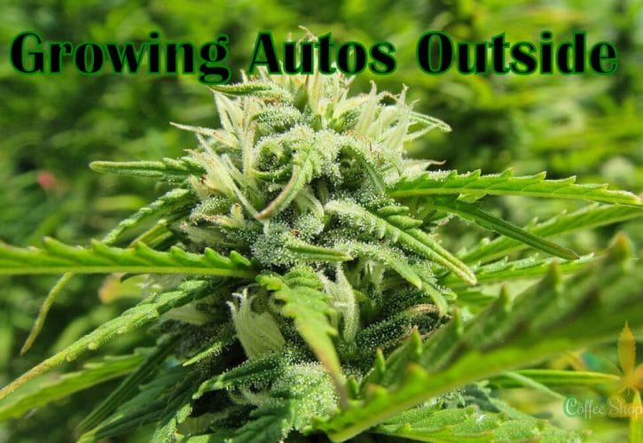 Growing Autoflowering Cannabis Seeds Outdoors