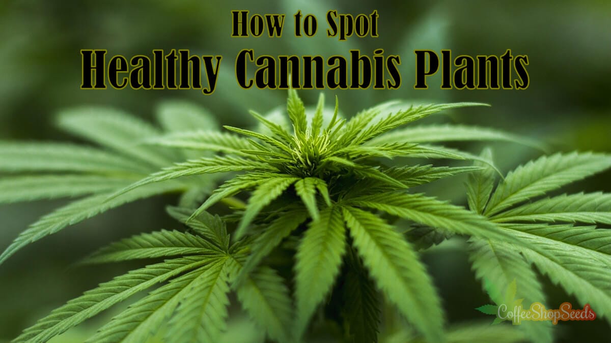 How to Spot Healthy Cannabis Plants - Coffee Shop Seeds