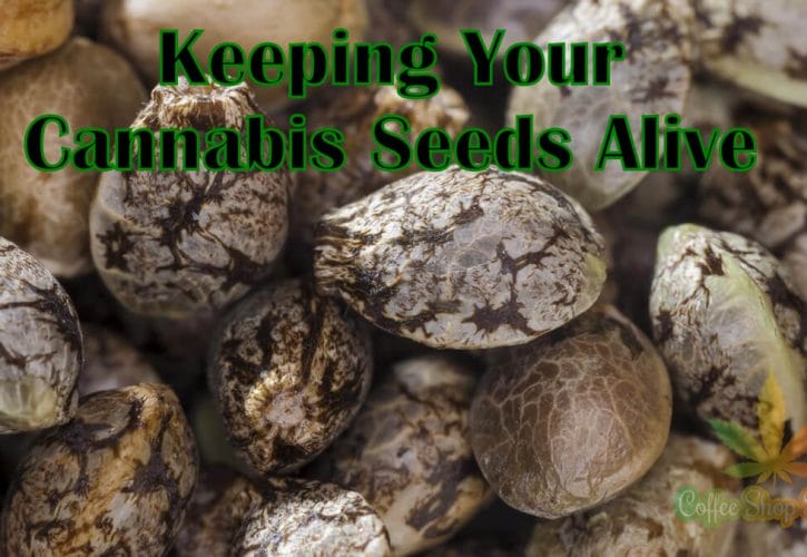 Keeping Your Cannabis Seeds Alive Part 1 – Proper Storage Tips You Should Know
