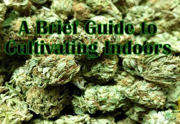 A Brief Guide to Cultivating Your Own Hemp/Cannabis Indoors