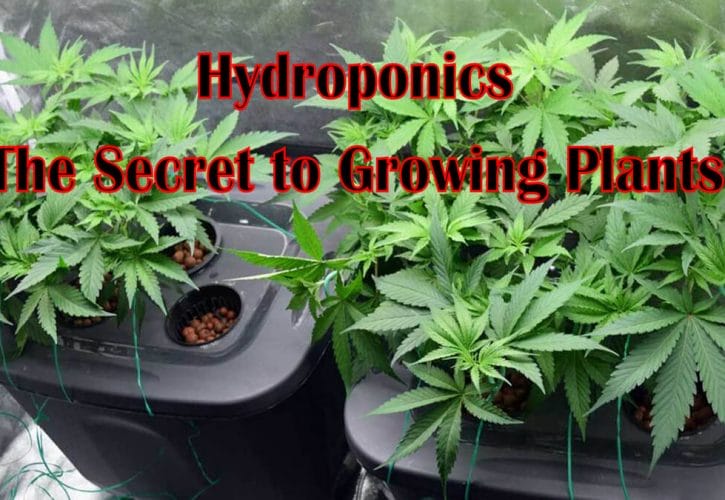 Hydroponics – The Secret to Growing Plants You Need To Know