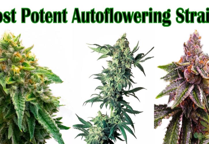 The 3 Most Potent Autoflowering Strains Available In The UK Today