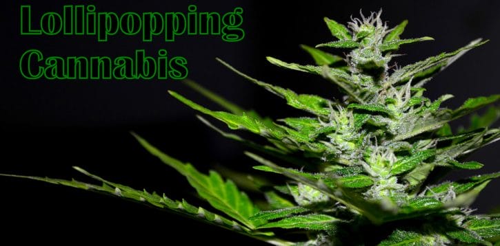Everything You Need to Know About Lollipopping Cannabis