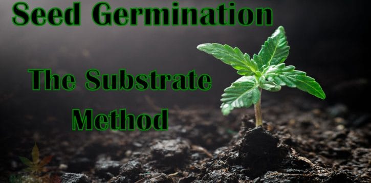 Cannabis Seed Germination Made Easy – The Substrate Method