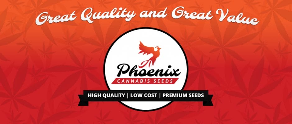 Phoenix cannabis seeds