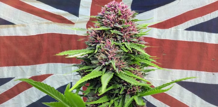 What You Need to Know About Growing Cannabis Outdoors in the UK
