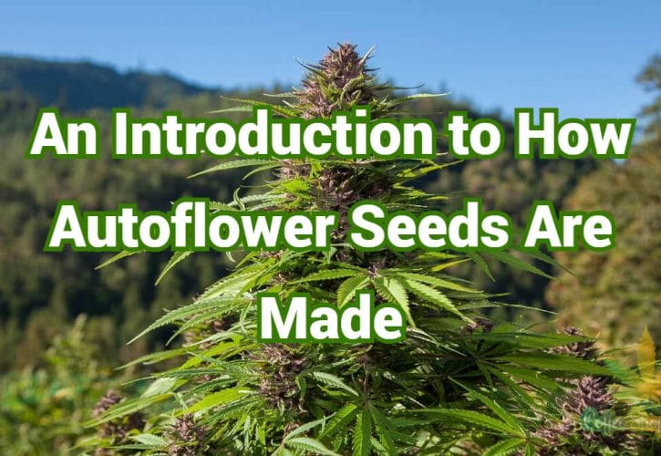 An Inside Introduction to How Autoflower Seeds Are Made