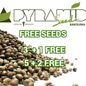 Pyramid Seeds - Free Seeds