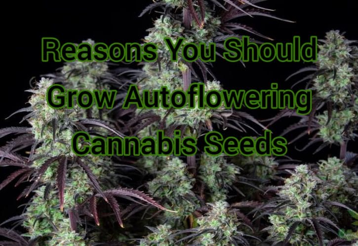 Reasons You Should Grow Autoflowering Cannabis Seeds