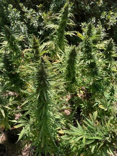 Alaskan Diesel Feminised Autoflowering Cannabis Seeds by Seedsman