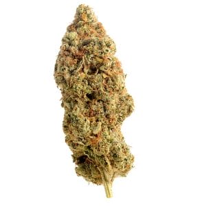Amnesia Haze Regular Cannabis Seeds by Amsterdam Genetics