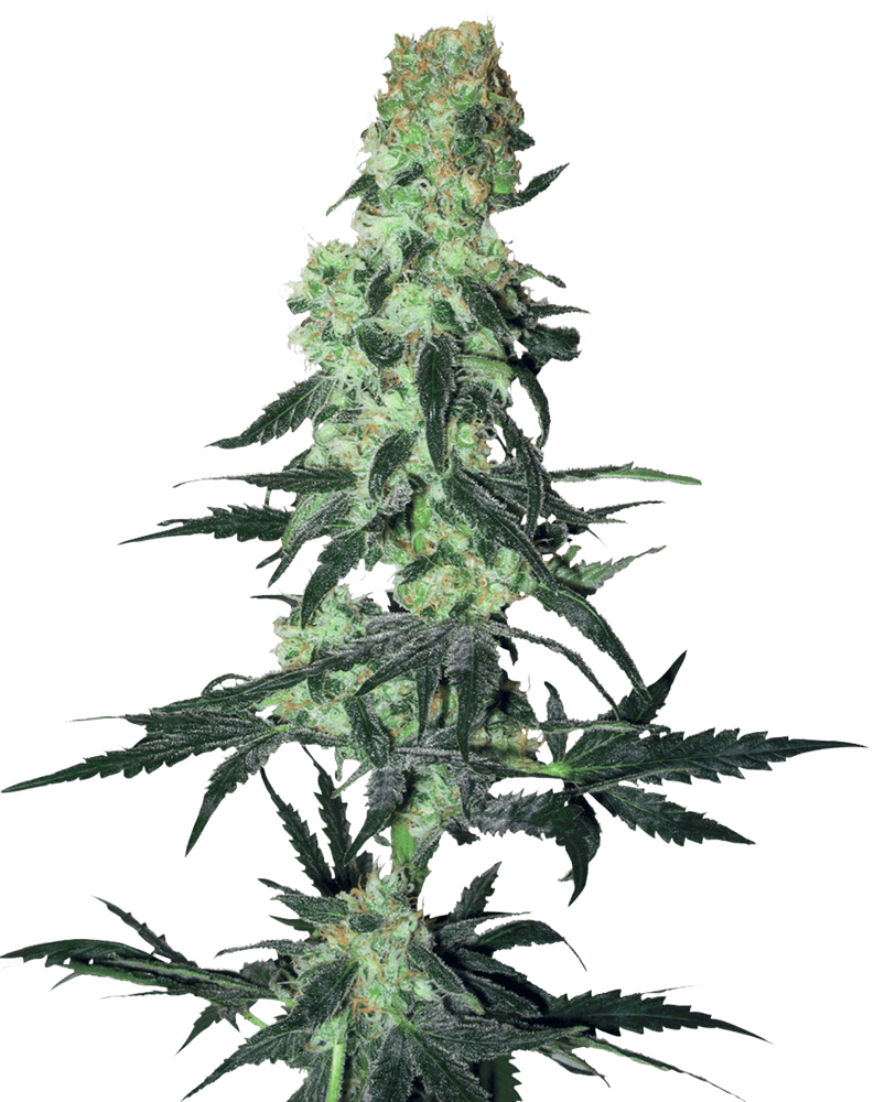 Amnesia White Regular Cannabis Seeds by White Label Seed Company