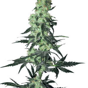 Amnesia White Regular Cannabis Seeds by White Label Seed Company