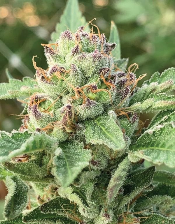 Apple Blossom Regular Cannabis Seeds by Humboldt Seed Co.
