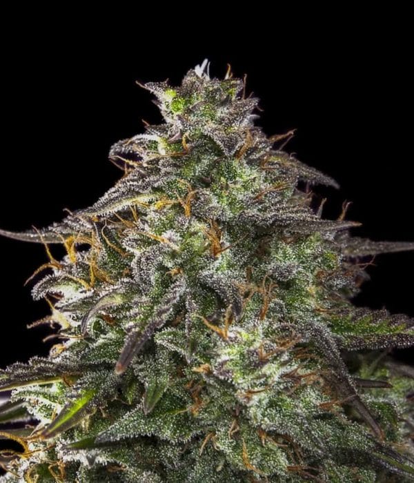 Blueberry Cheesecake Auto Feminised Cannabis Seeds by Female Seeds