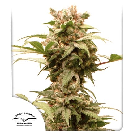 CBG-Force Auto Feminised Cannabis Seeds by Dutch Passion