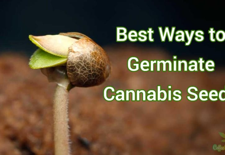 Here Are the Best Ways to Germinate Cannabis Seeds