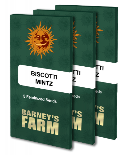 Biscotti Mintz Feminised Cannabis Seeds by Barney's Farm