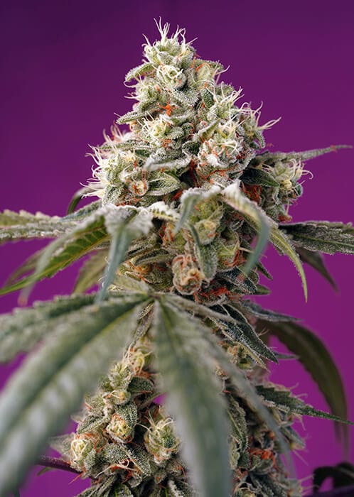 Bruce Banner Auto Feminised Cannabis Seeds by Sweet Seeds