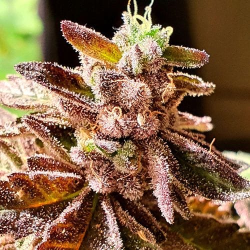 Brute Rose Feminised Marijuana Seeds by Holy Smoke Seeds