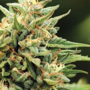 Cali Sour Diesel Feminised Cannabis Seeds by Humboldt Seed Co.