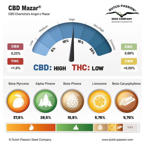 Mazar CBD Feminised Cannabis Seeds by Dutch Passion