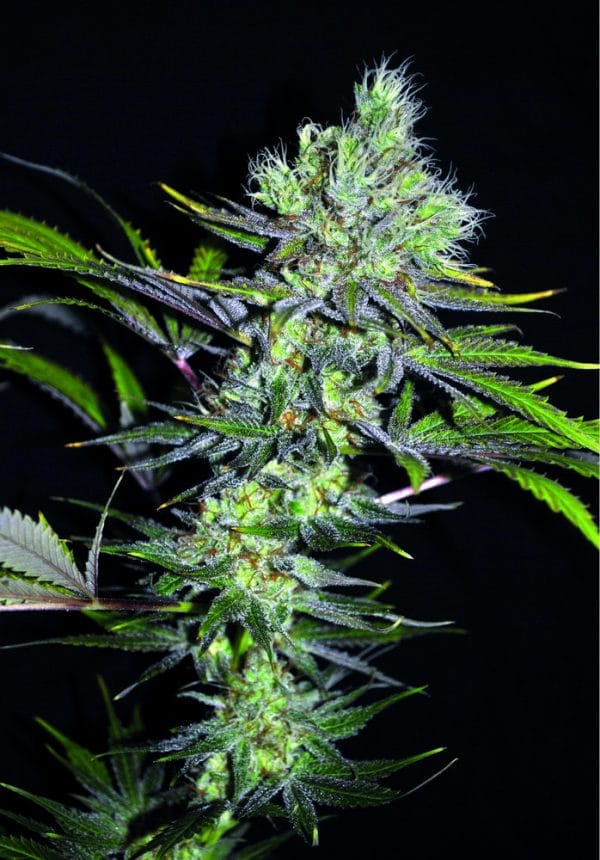 Sweet 'n' Sour Widow CBD Regular Cannabis Seeds by Seedsman