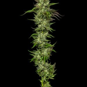 Collie Man Kush Feminised Cannabis Seeds by Humboldt Seed Co.