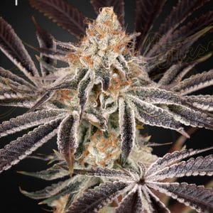 Dark Phoenix Feminised Cannabis Seeds by Greenhouse Seed Co.