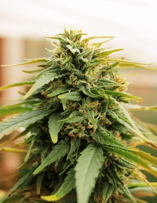 Deep Forest Super Auto Feminised Cannabis Seeds by Doctor's Choice