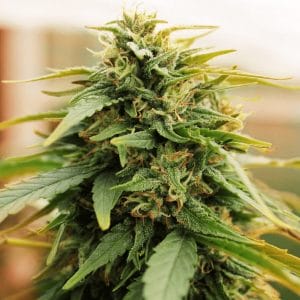 Deep Forest Super Auto Feminised Cannabis Seeds by Doctor's Choice