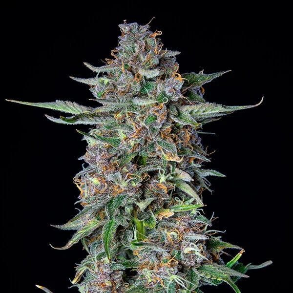 Do-Si-Dos Auto Feminised Cannabis Seeds by Royal Queen Seeds