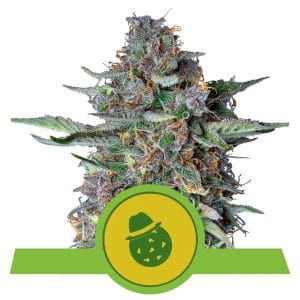Do-Si-Dos Auto Feminised Cannabis Seeds by Royal Queen Seeds