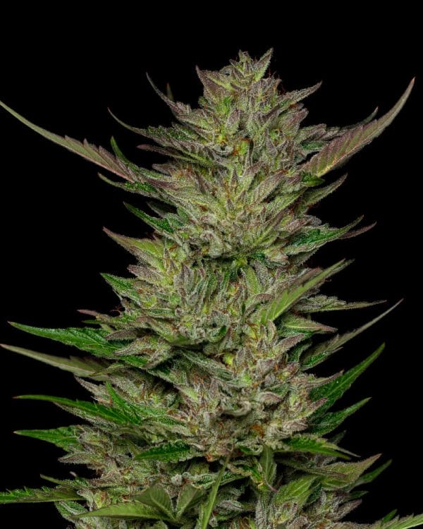 Don Carlos Regular Cannabis Seeds by Humboldt Seed Co.