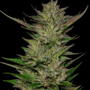 Don Carlos Regular Cannabis Seeds by Humboldt Seed Co.