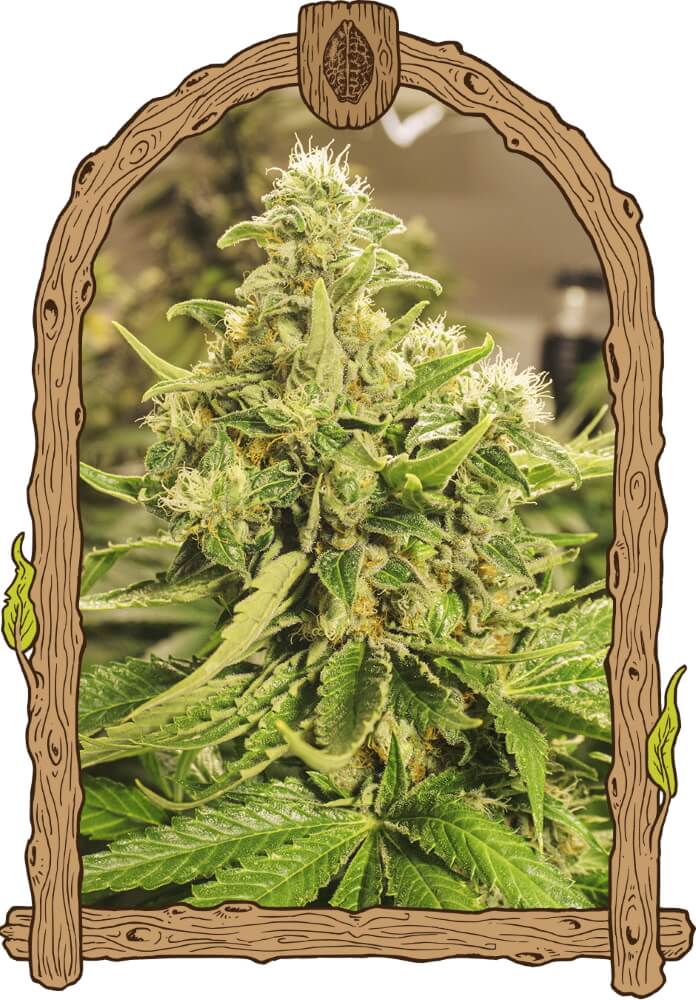 Exotic Pure CBG Feminised Cannabis Seeds by Exotic Seed